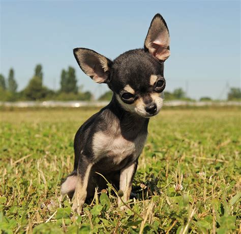 Chihuahua de Pelo Corto.